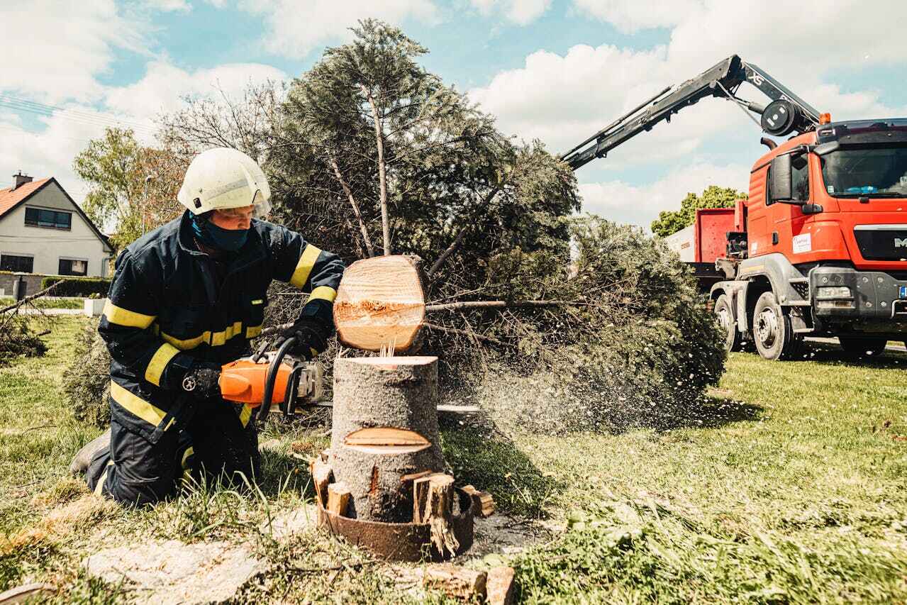 Best Tree Trimming Near Me  in Rochester, MN